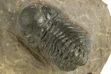 Reedops Trilobite - Atchana, Morocco #310641-1